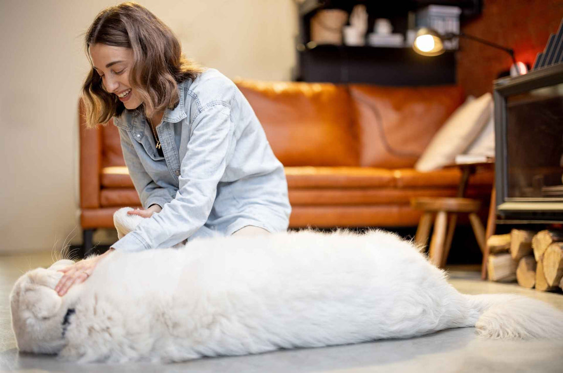 Why a Human-Sized Dog Bed Might Be the Perfect Addition to Your Home: Ultimate Comfort