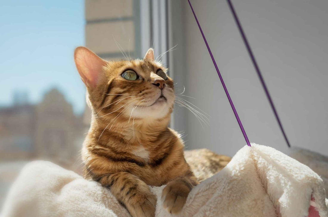 The Ultimate Guide to Cat Window Hammock Beds: Comfort, Safety, and Style