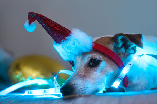 Choosing right-size light mode in led dog collars for your pet