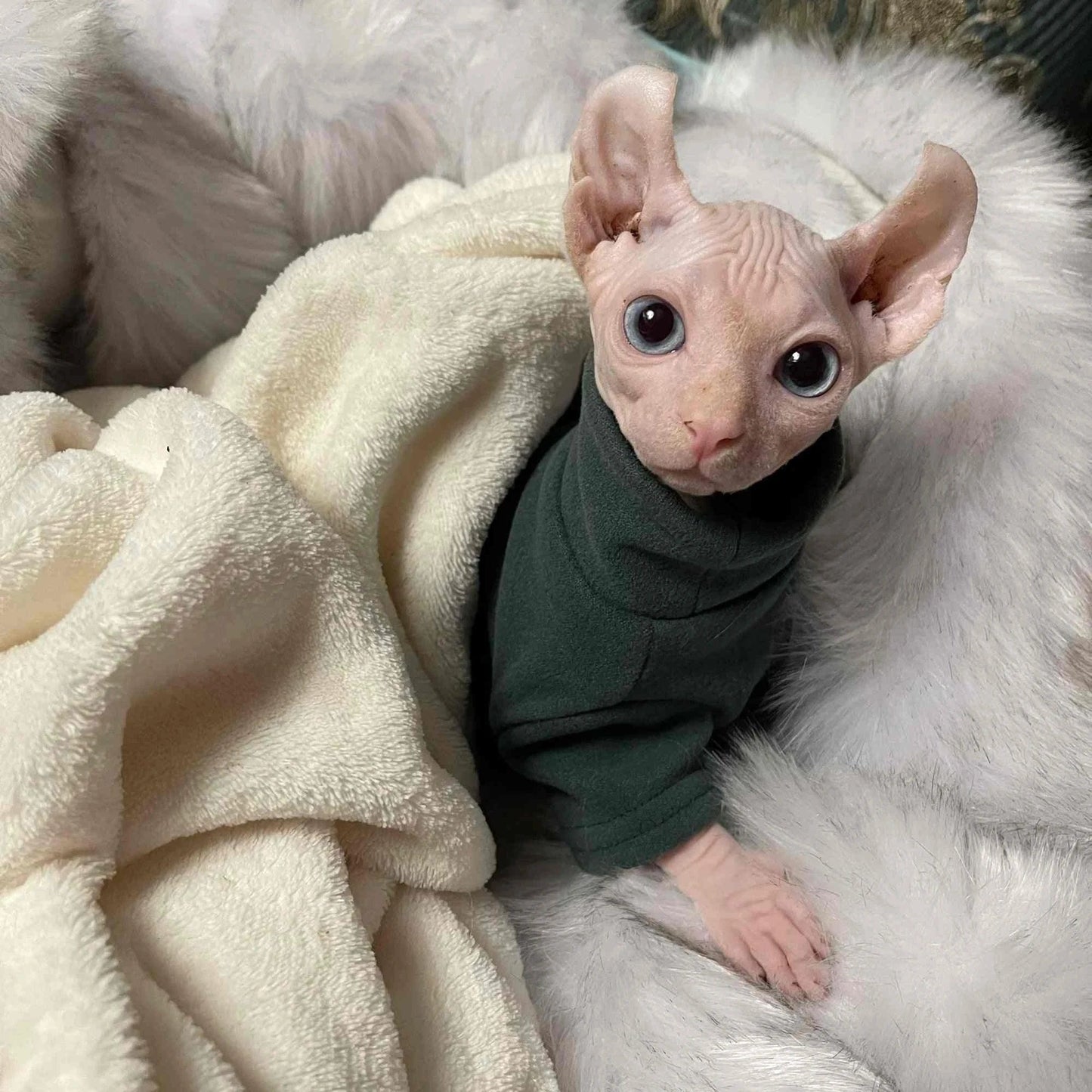 Soft Cotton Sphynx Cat Clothes - Cat Clothes Soft Cotton Sphynx for Baby Kitten Small Dog Ideal  Winter