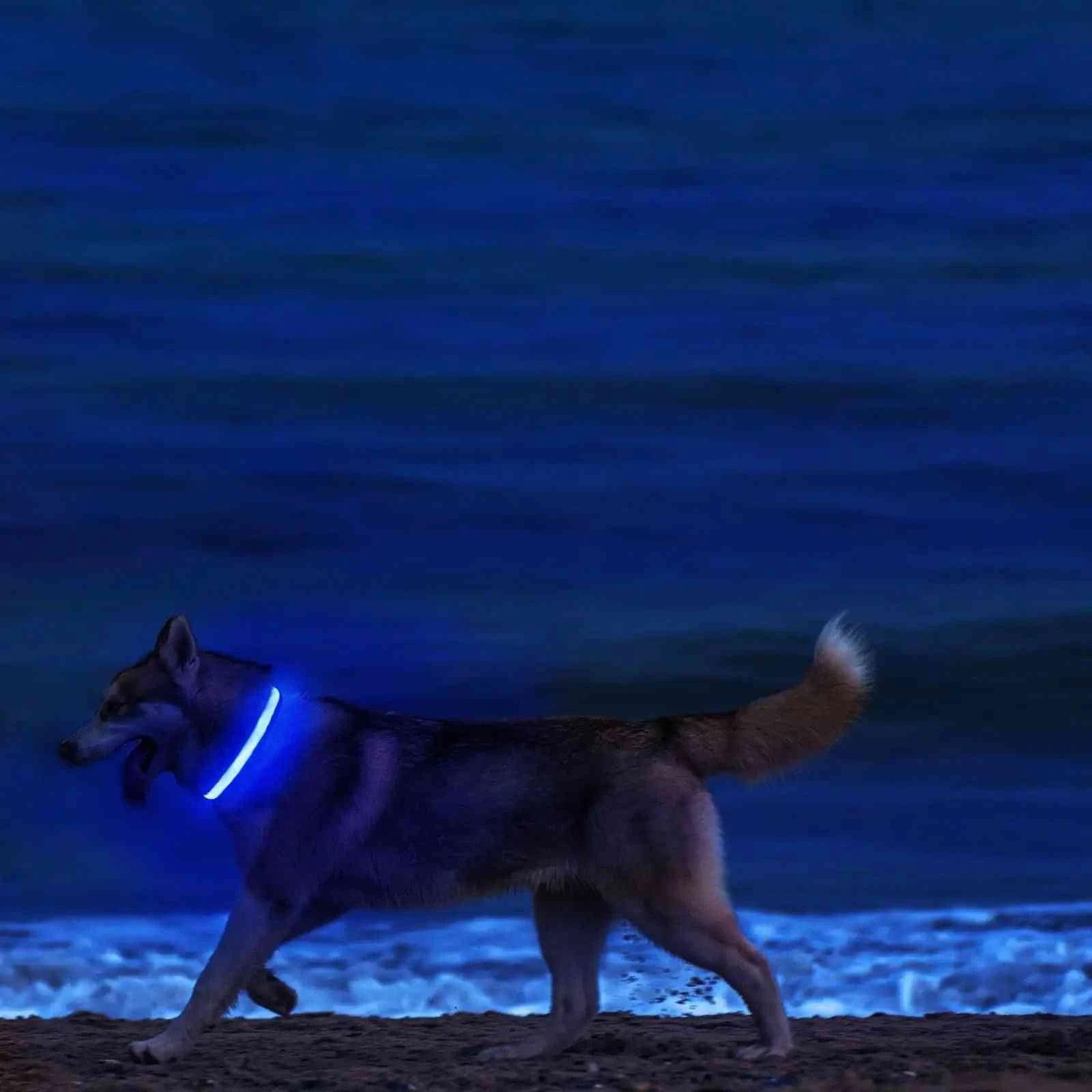 USB Rechargeable LED Dog Collar Lights Soft Safety Night Light Flashing Pet Supplies Adjustable XS/ - Dog Collar -Usb Rechargeable LED Dog Collar Safety Night Light Flashin