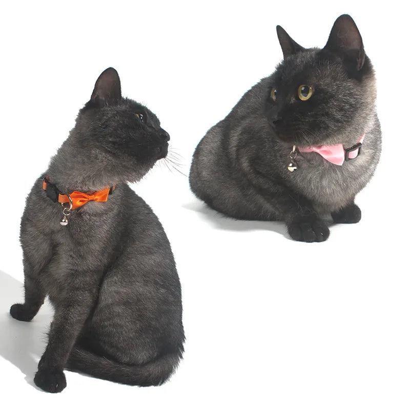 pet collars