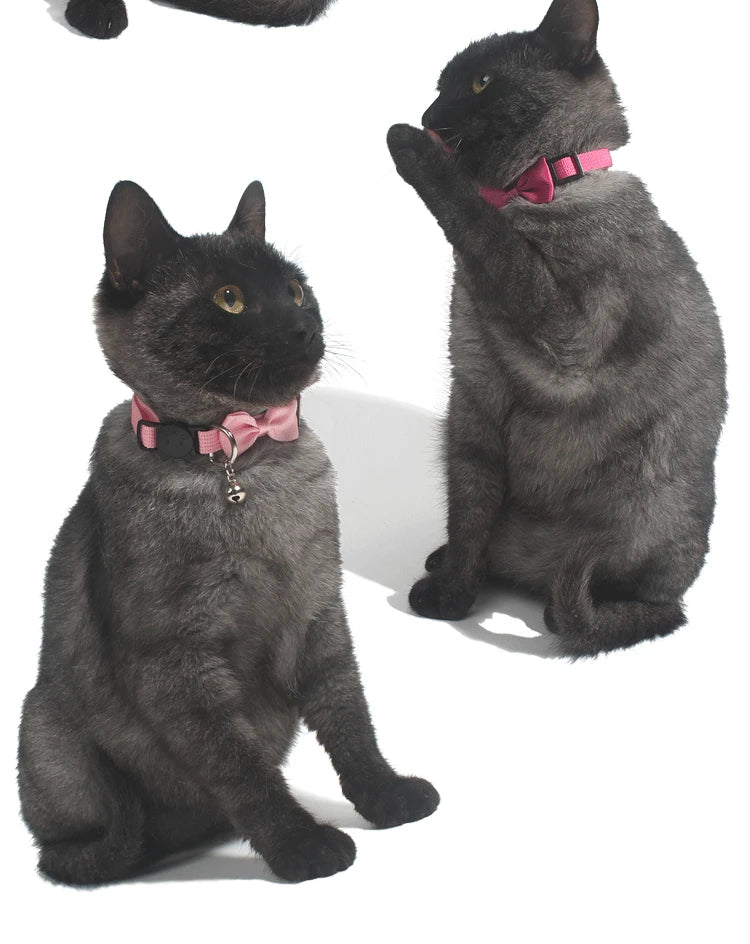 pet collars